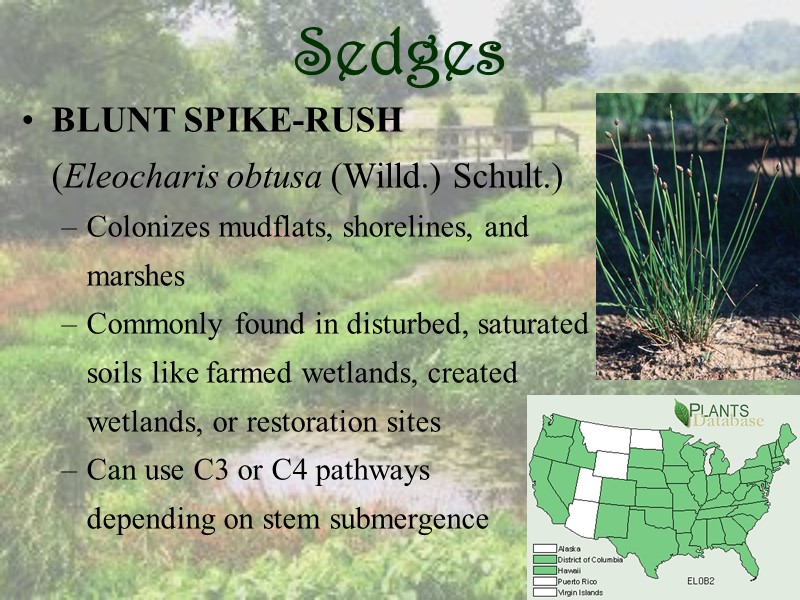 Sedges BLUNT SPIKE-RUSH   (Eleocharis obtusa (Willd.) Schult.) Colonizes mudflats, shorelines, and 